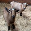 adoptable Goat in , MA named JERRY