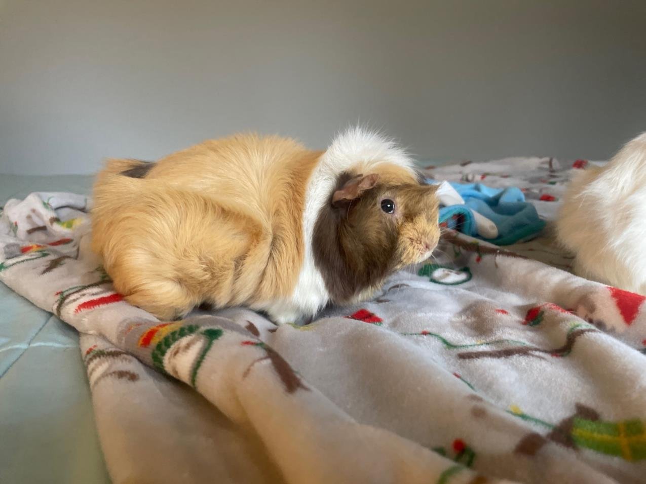 adoptable Guinea Pig in Brewster, MA named CHIP