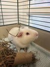 adoptable Guinea Pig in , MA named HOT DOG