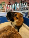 adoptable Guinea Pig in , MA named ROCK STAR