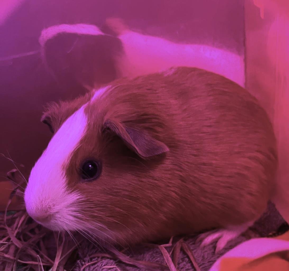 adoptable Guinea Pig in Brewster, MA named DUBLIN