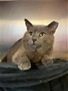 adoptable Cat in , MA named TEDDY