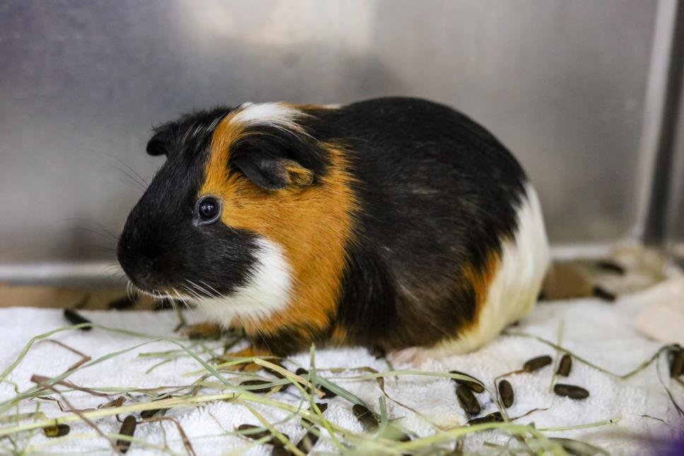 adoptable Guinea Pig in Brewster, MA named CRUMBLE