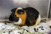 adoptable Guinea Pig in  named CRUMBLE