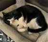 adoptable Cat in , MA named MR MITTENS