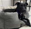 adoptable Dog in , MA named ROSIE