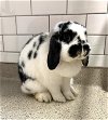adoptable Rabbit in , MA named CRICKET