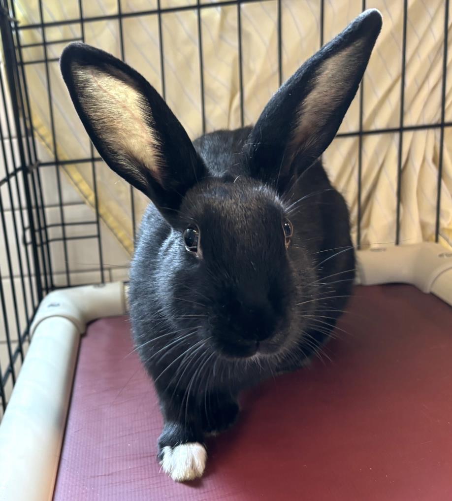 adoptable Rabbit in Brewster, MA named NICOLE