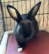 adoptable Rabbit in Brewster, MA named NICOLE