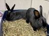 adoptable Rabbit in , MA named PERCY