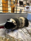 adoptable Guinea Pig in , MA named TIGER