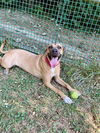 adoptable Dog in , MA named LOANIE EDWARDS