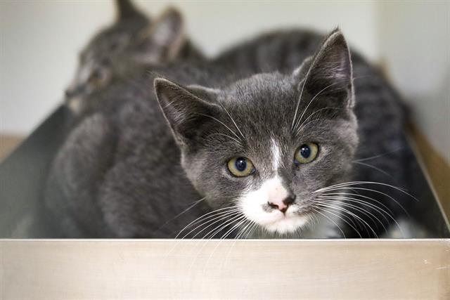 adoptable Cat in Brewster, MA named ERNEST