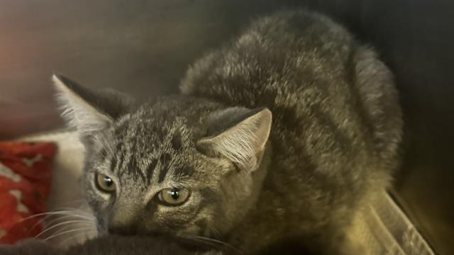 adoptable Cat in Brewster, MA named EDGAR