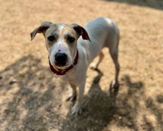 adoptable Dog in Brewster, MA named MAISY