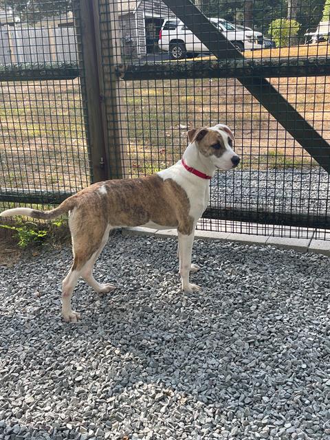 adoptable Dog in Brewster, MA named MAYA