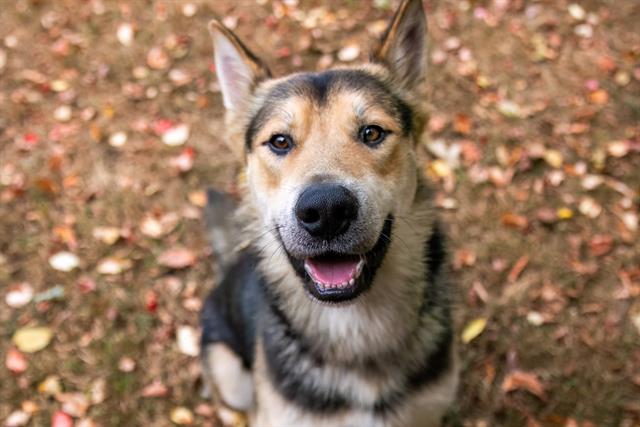 adoptable Dog in Brewster, MA named SIMBA