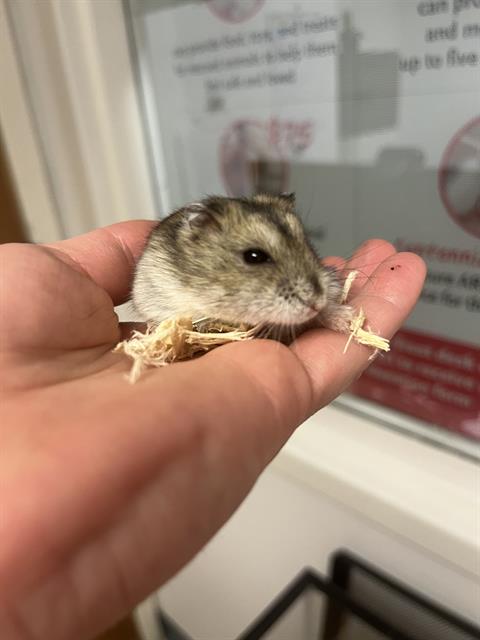 adoptable Hamster in Brewster, MA named SPIKE