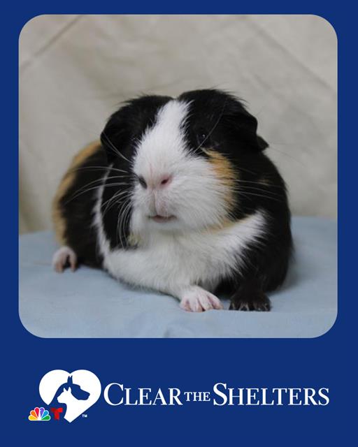 adoptable Guinea Pig in Brewster, MA named SMUDGIE