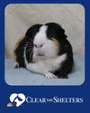 adoptable Guinea Pig in brewster, MA named SMUDGIE