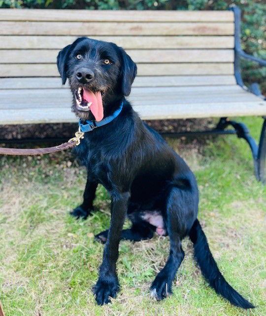 adoptable Dog in Brewster, MA named WOLFIE