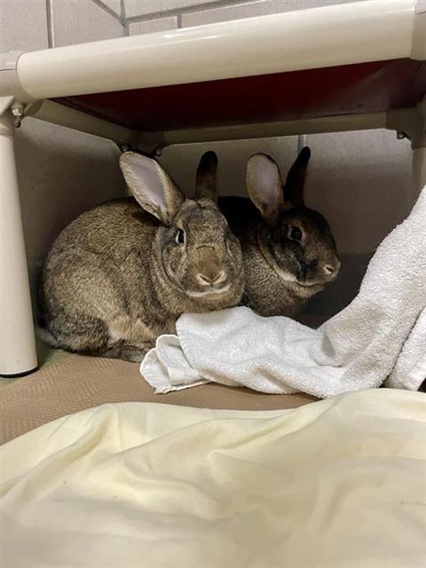 adoptable Rabbit in Brewster, MA named TIMO