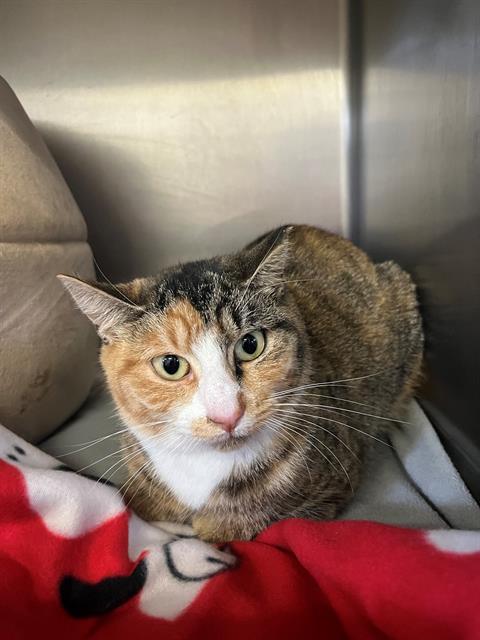 adoptable Cat in Brewster, MA named TURNIP