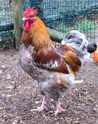 PIP - Chicken available for adoption