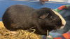adoptable Guinea Pig in  named MOO MOO