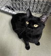 adoptable Cat in , MA named TETO