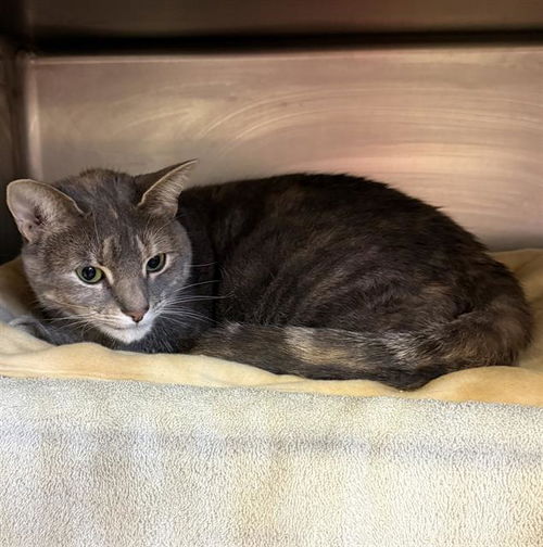 picture of the cat needing adoption