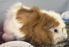adoptable Guinea Pig in  named MOSES
