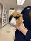 adoptable Guinea Pig in  named BOAZ
