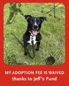 adoptable Dog in  named PARAYKO