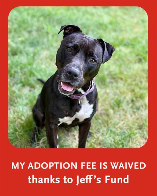 adoptable Dog in Brewster, MA named MARY JANE