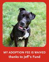 adoptable Dog in  named MARY JANE