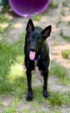 adoptable Dog in  named TWINKLE