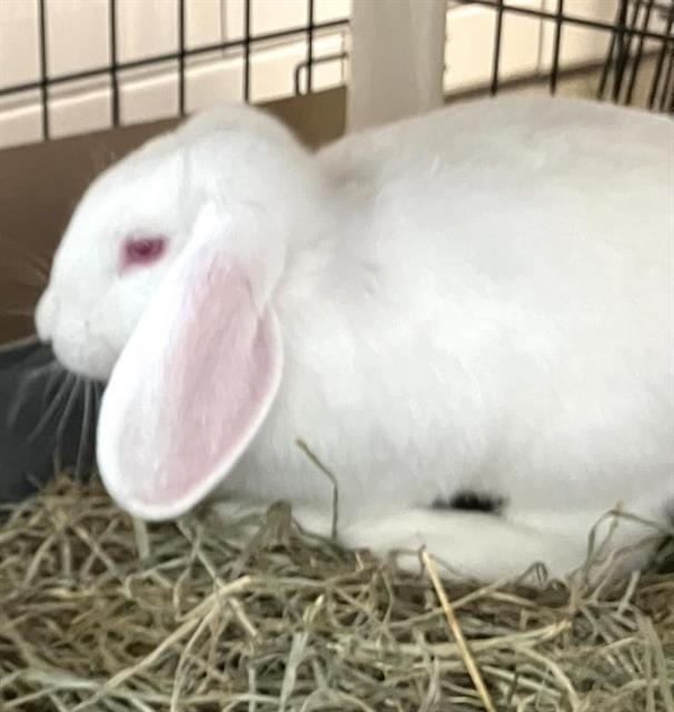 adoptable Rabbit in Brewster, MA named QUINN