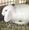adoptable Rabbit in  named QUINN