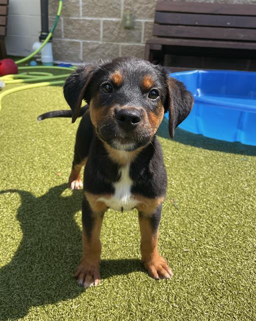 adoptable Dog in Brewster, MA named SMEE