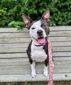 adoptable Dog in , MA named PANDA