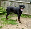 adoptable Dog in , MA named DUKE