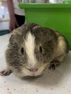 adoptable Guinea Pig in  named BLUEY