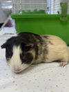 adoptable Guinea Pig in  named MUFFIN