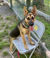 adoptable Dog in , MA named BJ