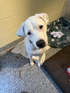 adoptable Dog in  named CHANCE