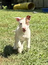 adoptable Dog in  named BRADY
