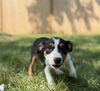 adoptable Dog in  named BETHANY