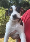 adoptable Dog in  named BAILEY
