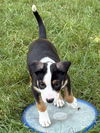 adoptable Dog in  named BRADFORD